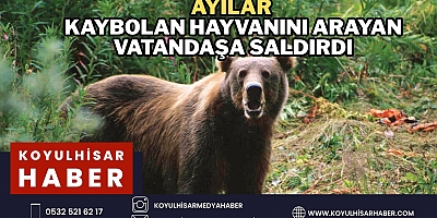 KOYULHİSAR'DA AYILAR VATANDAŞI AĞIR YARALADI