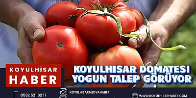 KOYULHİSAR DOMATESİ YOĞUN TALEP GÖRÜYOR