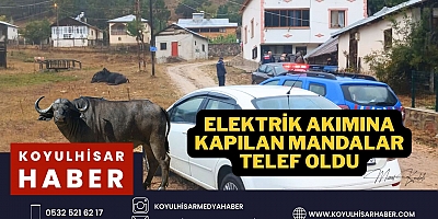 MANDALAR ELEKTRİK AKIMINA KAPILDI