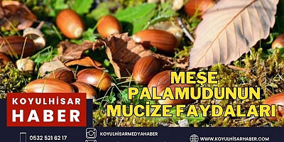 MEŞE PALAMUDUNUN MUCİZELERİ